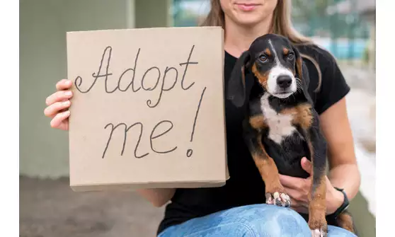 Adopcja psa ze schroniska - krok po kroku