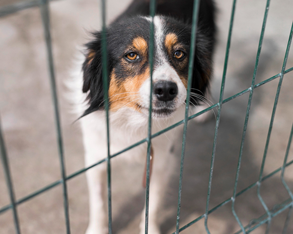 adopcja psa ze schroniska krok po kroku