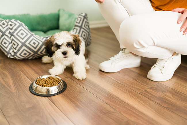 Jak karmić shih tzu